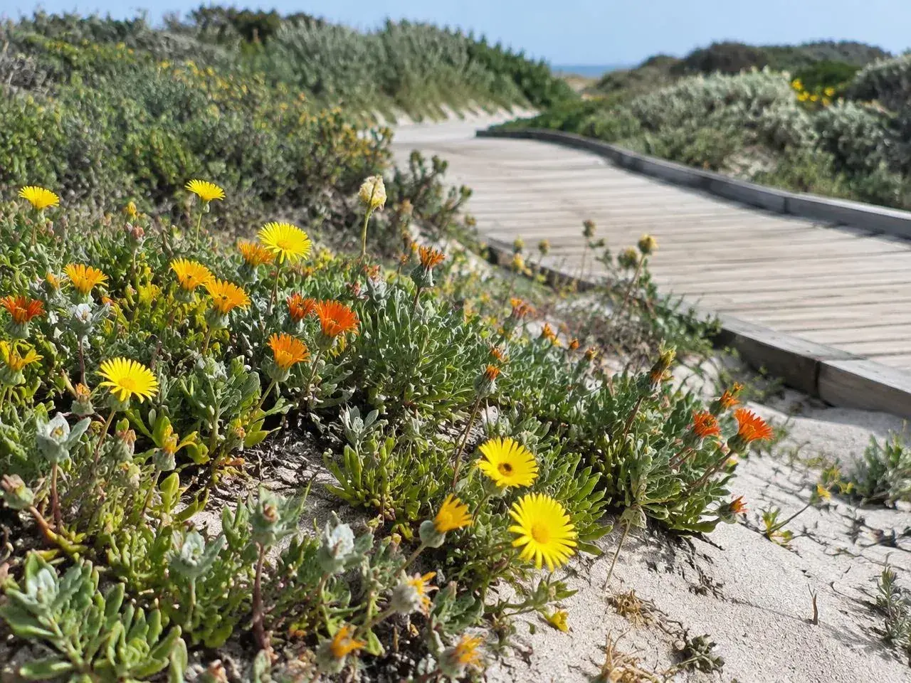 Native dune plants and yellow and orange wildflowers on sand beside a wooden boardwalk